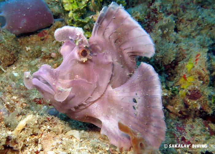 Nosy Be diving different dive sites